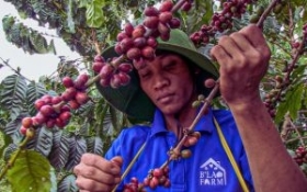 QUY TRÌNH CHẾ BIẾN CÀ PHÊ NHÂN XANH TẠI BLAO FARM